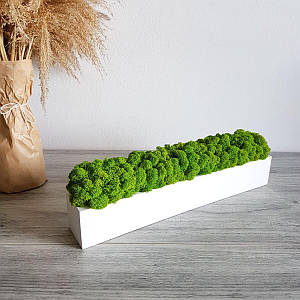 Дерев'яне кашпо зі стабілізованим мохом / Декор з моху /Декор з дерева 40 см