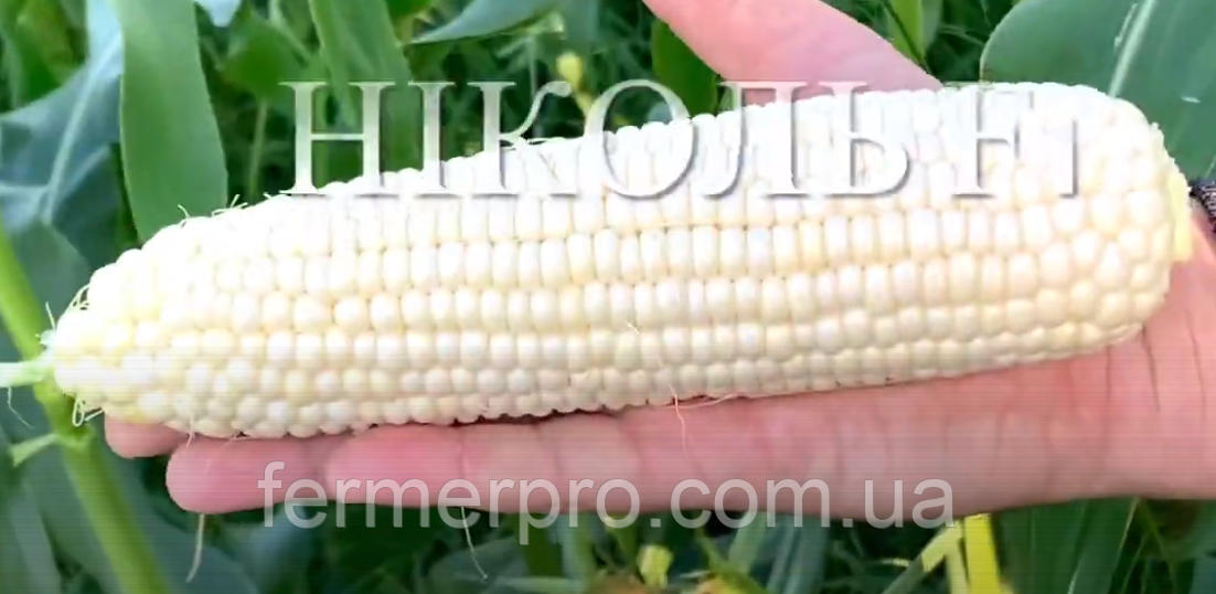 Насіння цукрової кукурудзи Ніколь F1, 5000 насінин, Clause, фото 1