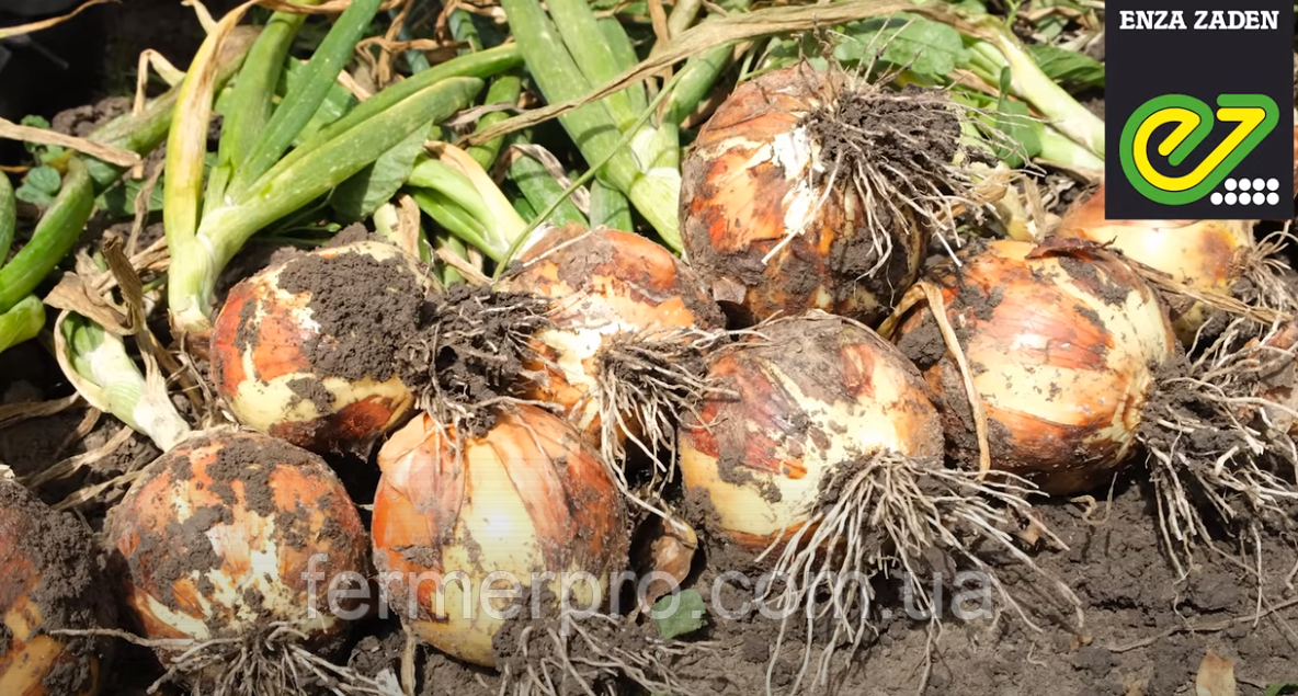 Насіння цибулі Каоба F1/Caoba F1 250 000 насіння Enza Zaden, фото 1