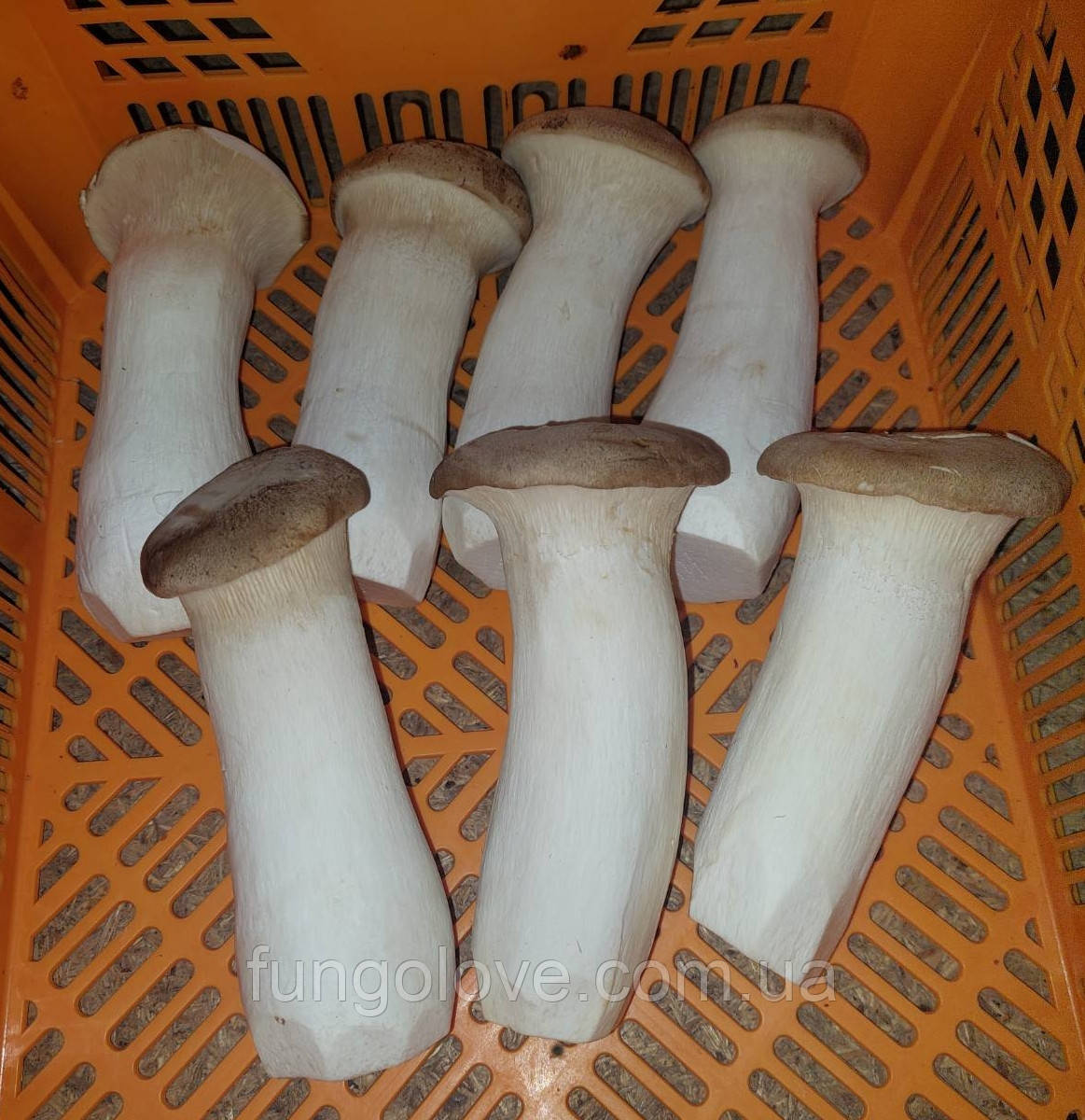Свіжі гриби Еринги (Pleurotus eryngii)., фото 1