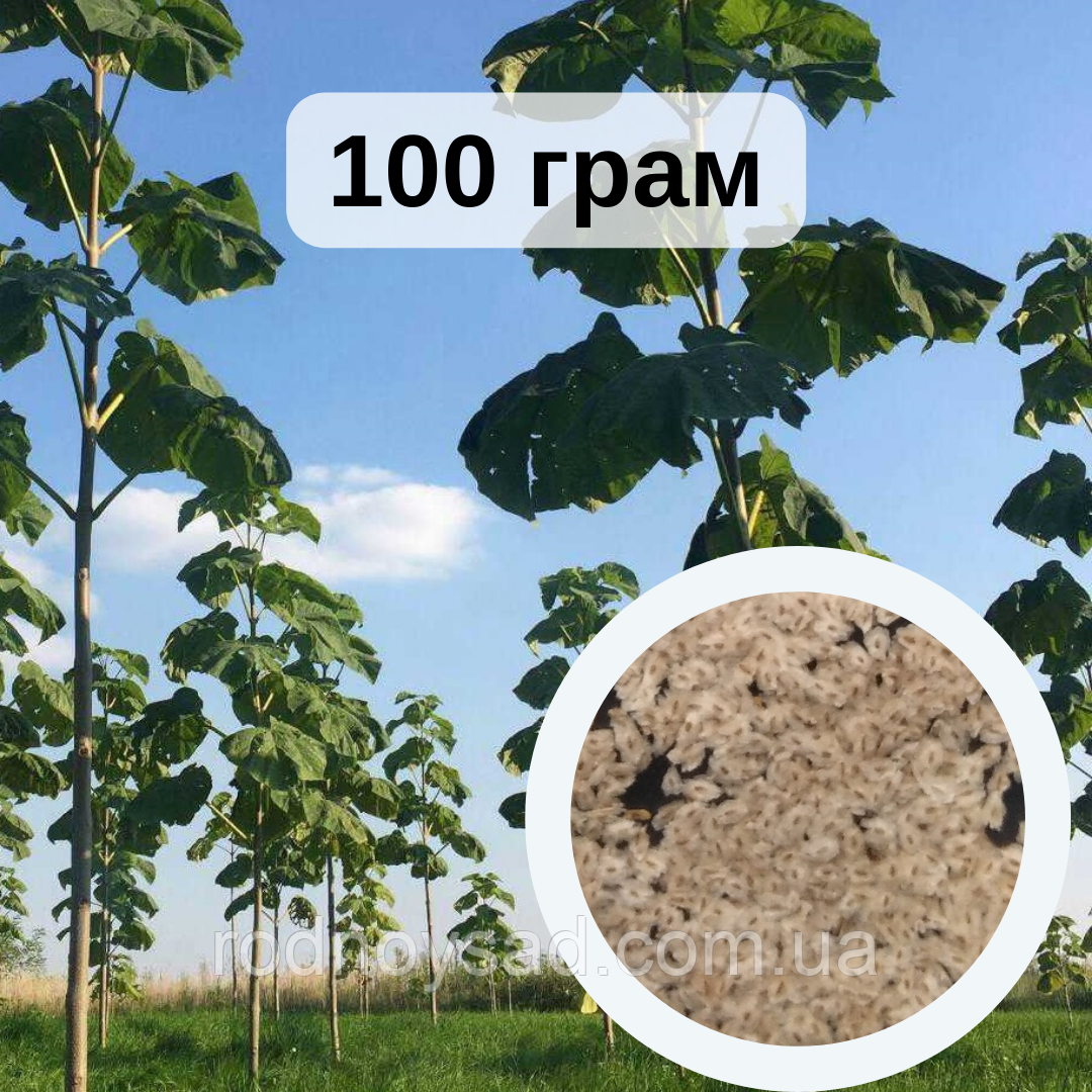Павловнія "Шан тонг" насіння 100 грамів (приблизно 400 000 шт) для саджанців + інструкція + подарунок
