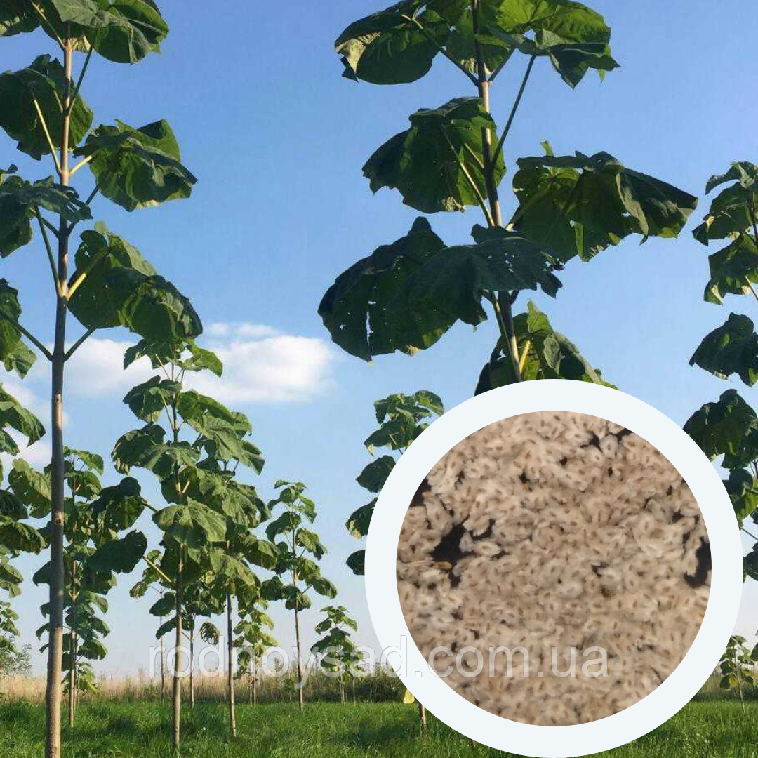 Павловнія Шан Тонг насіння (50 шт) (Paulownia Shan Tong) алюмінієве дерево морозостійка для деревини швидкоростуча