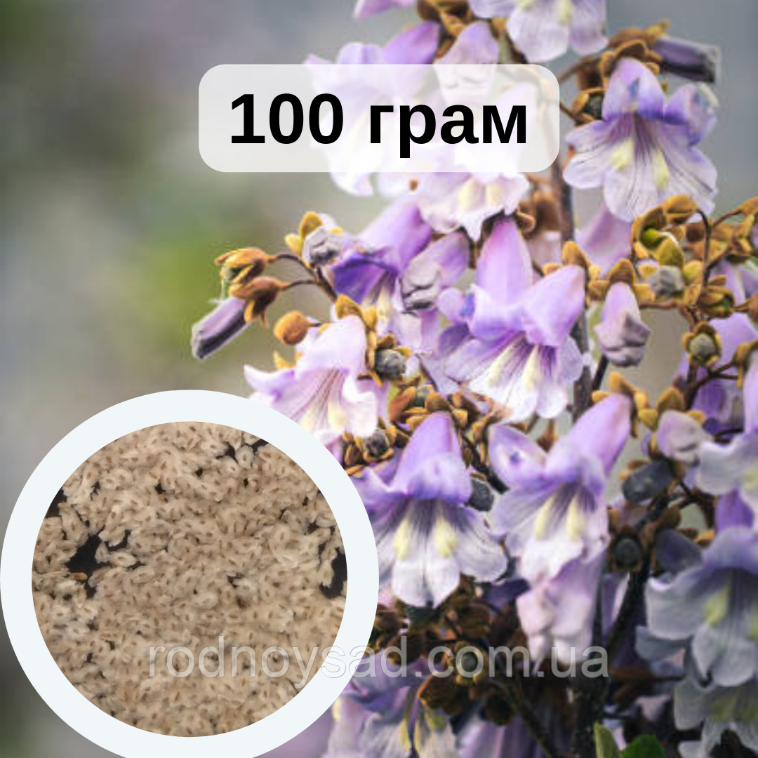 Павлонія войлочна насіння 100 грамів (приблизно 400 000 шт) для саджанців + інструкція + подарунок