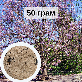 Павловнія кавакамі насіння 50 грамів (приблизно 200 000 шт) для саджанців