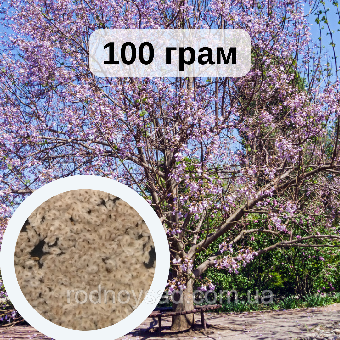 Павловнія кавакамі насіння 100 грамів (приблизно 400 000 шт) для саджанців