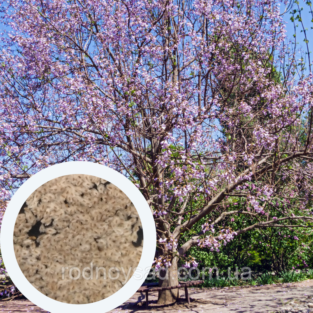 Павловнія кавакамі насіння (50 шт) (Paulownia kawakamii) медонос алюмінієве дерево швидкоростуча