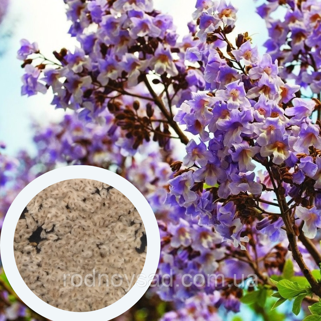 Павловнія повстяна (войлочна) насіння 500 мг.(прибл. 2500 шт) (Paulownia tomentosa) медонос декоративна морозостійка для саджанців