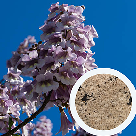 Павловнія повстяна (войлочна) насіння (50 шт) (Paulownia tomentosa) медонос алюмінієве дерево морозостійка швидкоростуча