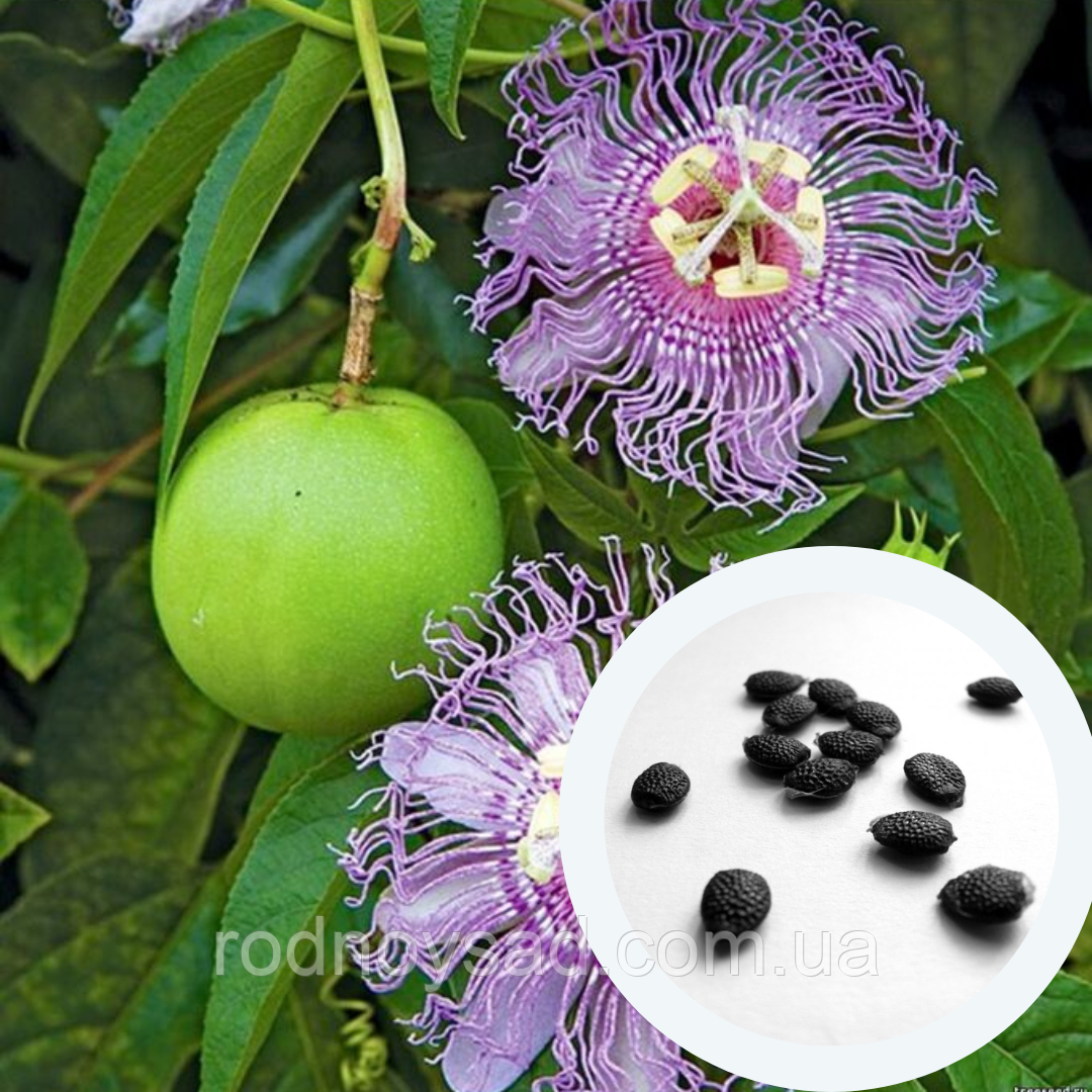 Пасіфлора маракуя насіння (10 шт) (Passiflora incarnata) північна інкарнатна страстоцвіт морозостійка, фото 1