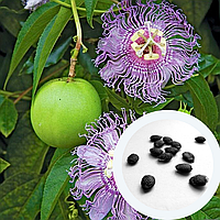 Пассифлора маракуйя семена (10 шт) (Passiflora incarnat) северная инкарнатная страстоцвет морозостойкая