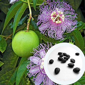 Пасіфлора маракуя насіння (10 шт) (Passiflora incarnata) північна інкарнатна страстоцвіт морозостійка