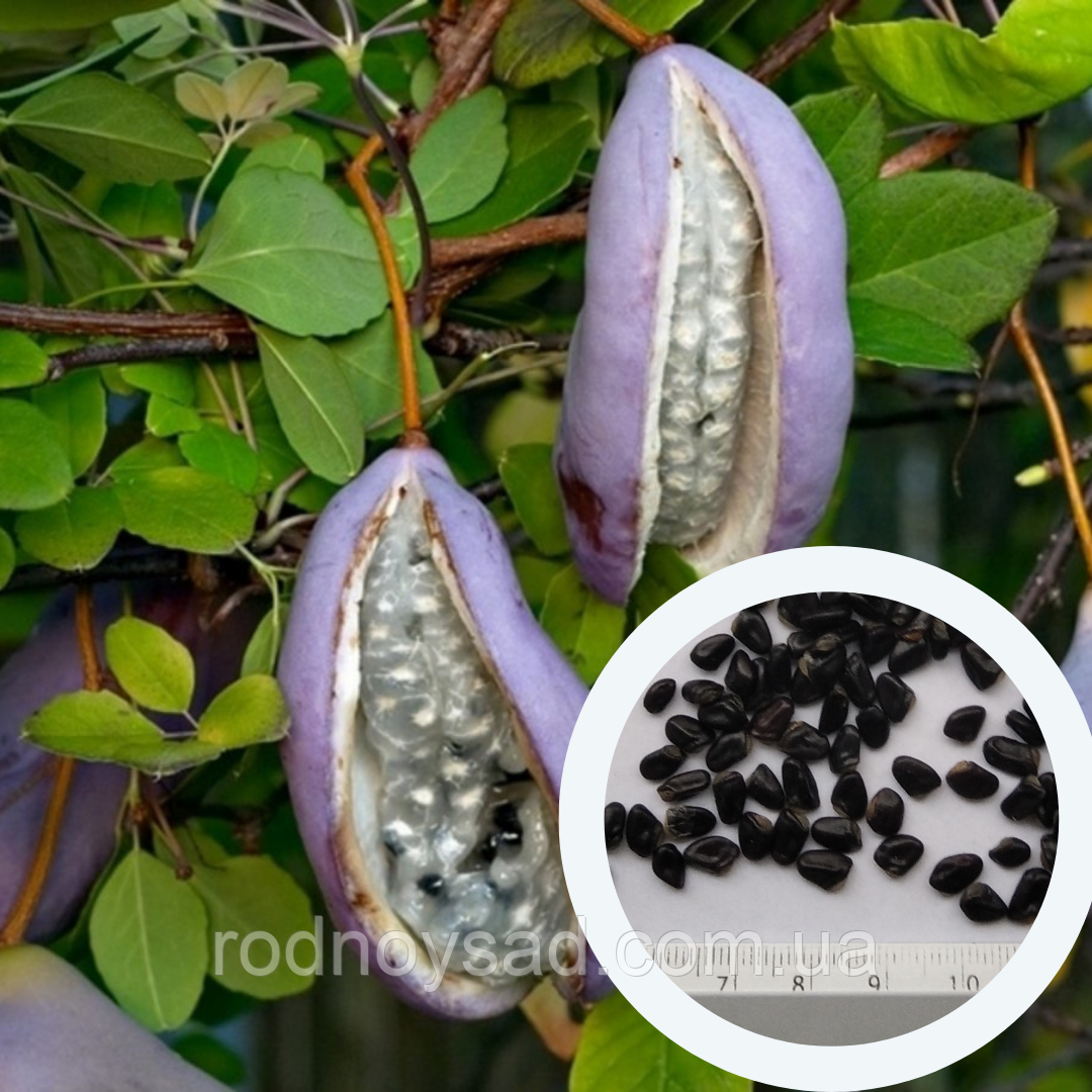 Акебія насіння (10 шт) (Akebia quinata) п'ятилисткова шоколадна ліана