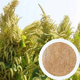 Амарант сорт "Ультра" насіння 10 грам (близько 5 000 штук) зерно на посадку ранньостиглий
