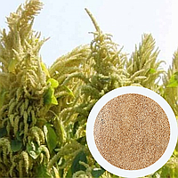 Амарант сорт "Харківський-1" насіння 10 грам (близько 5 000 штук) зерно для посіву середньостиглий