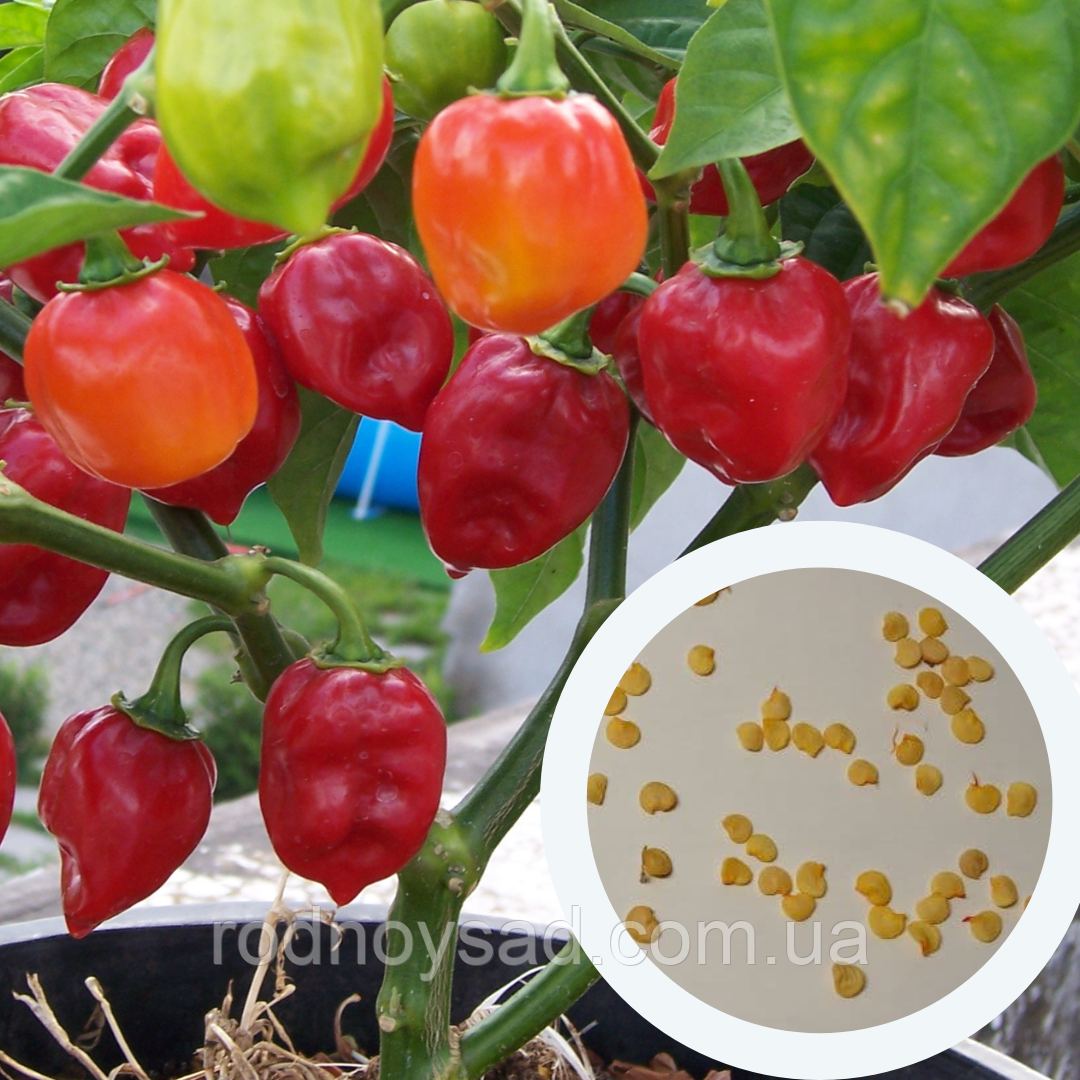 Перець Хабанеро червоний насіння 0,25 гр. (прибл 50 шт) (Habanero red) гострий до 350.000 SHU, фото 1
