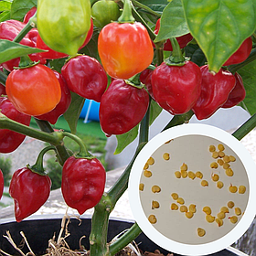 Перець Хабанеро червоний насіння (10 шт) (Habanero red) гострий
