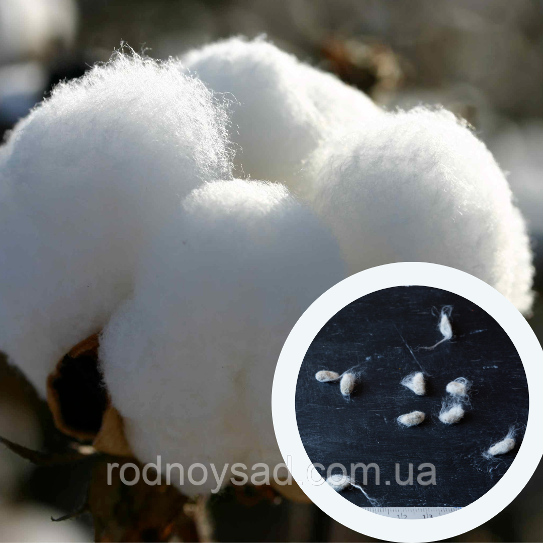 Бавовна хлопок насіння (10 шт) (Gossypium hirsutum) бавовник звичайний сухоцвіт