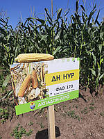 Семена кукурузы ДН НУР ФАО 170