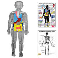 Модель тела человека разборная с органами HEGA с плакатами арт: HG-1239757666
