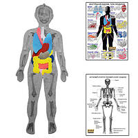 Скелет человека с органами HEGA с плакатами-указаниями арт: HG-1239720045