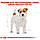 Корм для дорослих собак ROYAL CANIN JACK RUSSEL ADULT 7.5 кг, фото 3