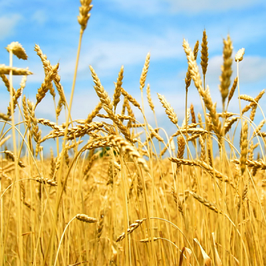 Насіння ячменю, пшениці дворучка, озимові та ярові дев'ятий Вал