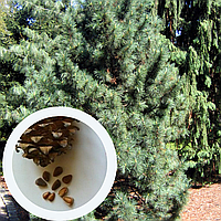 Кедр Корейский семена (20 шт) (Pinus koraiensis) сосна кедровая для саженцев