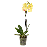 Орхідея фаленопсис «Fuller Sunset» 1 стебло