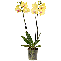 Орхідея фаленопсис «Fuller Sunset» 2 стебла