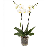 Орхідея фаленопсис «Tropical Snowball» 2 стебла