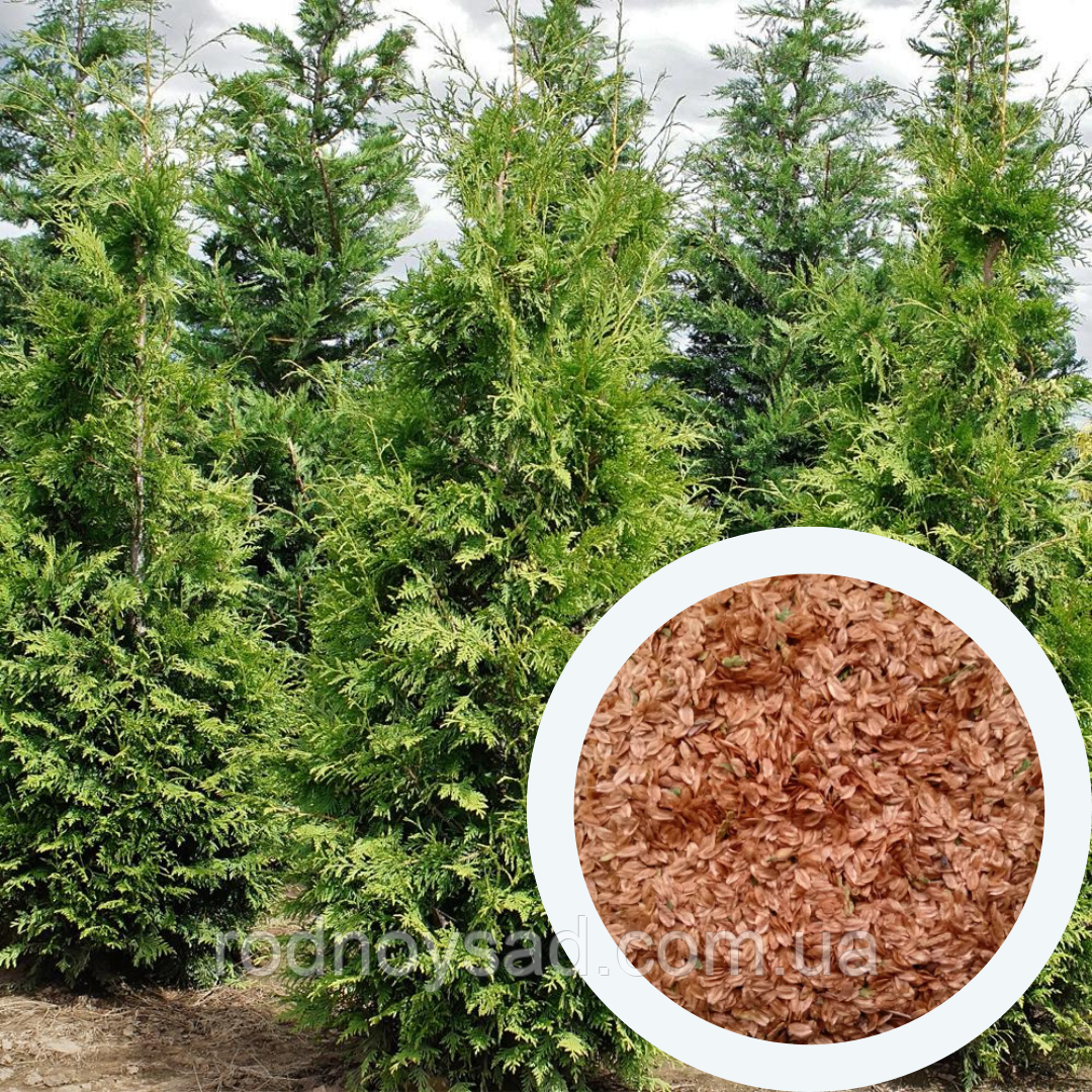 Туя західна насіння 0,25 г (прибл. 150 шт) (Thúja occidentális) смарагд