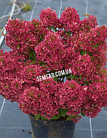 Гортензия метельчатая Петит Стар \ Hydrangea paniculata Petite Star ( саженцы 3 года С5л )