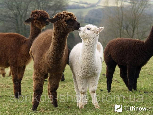 Альпака, що за звір такий? Чим славиться шерсть Альпакі?