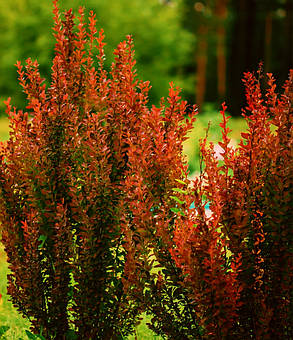 Барбарис тунберга Ред Рокет \ berberis thunbergii Red Rocket ( саджанці 3 роки), фото 2