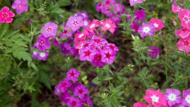 Переваги та недоліки підзимового посіву квітів квіти, посів квітів, посів квітів на зиму, підзимовий посів квітів