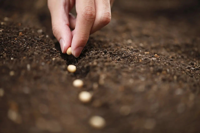 Коли слід здійснювати підзимий посів квітів? квіти, посів квітів, посів квітів на зиму, підзимовий посів квітів