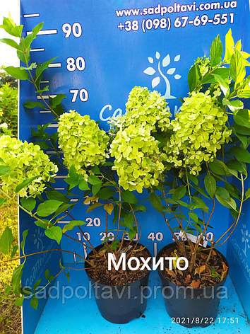 Гортензія метильчаста Мохіто (Hydrangea pan. 'Mojito у конт.5 л), фото 2
