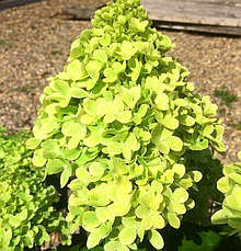 Гортензія метильчаста Мохіто (Hydrangea pan. 'Mojito у конт.5 л), фото 3