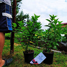 Гортензія метильчаста Мохіто (Hydrangea pan. 'Mojito у конт.5 л), фото 2