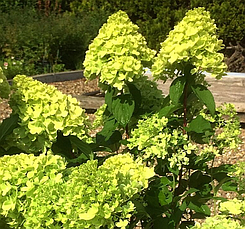 Гортензія метильчаста Мохіто (Hydrangea pan. 'Mojito у конт.5 л), фото 3