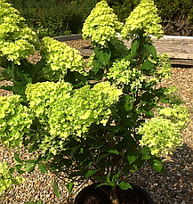 Гортензія метильчаста Мохіто (Hydrangea pan. 'Mojito у конт.5 л), фото 2