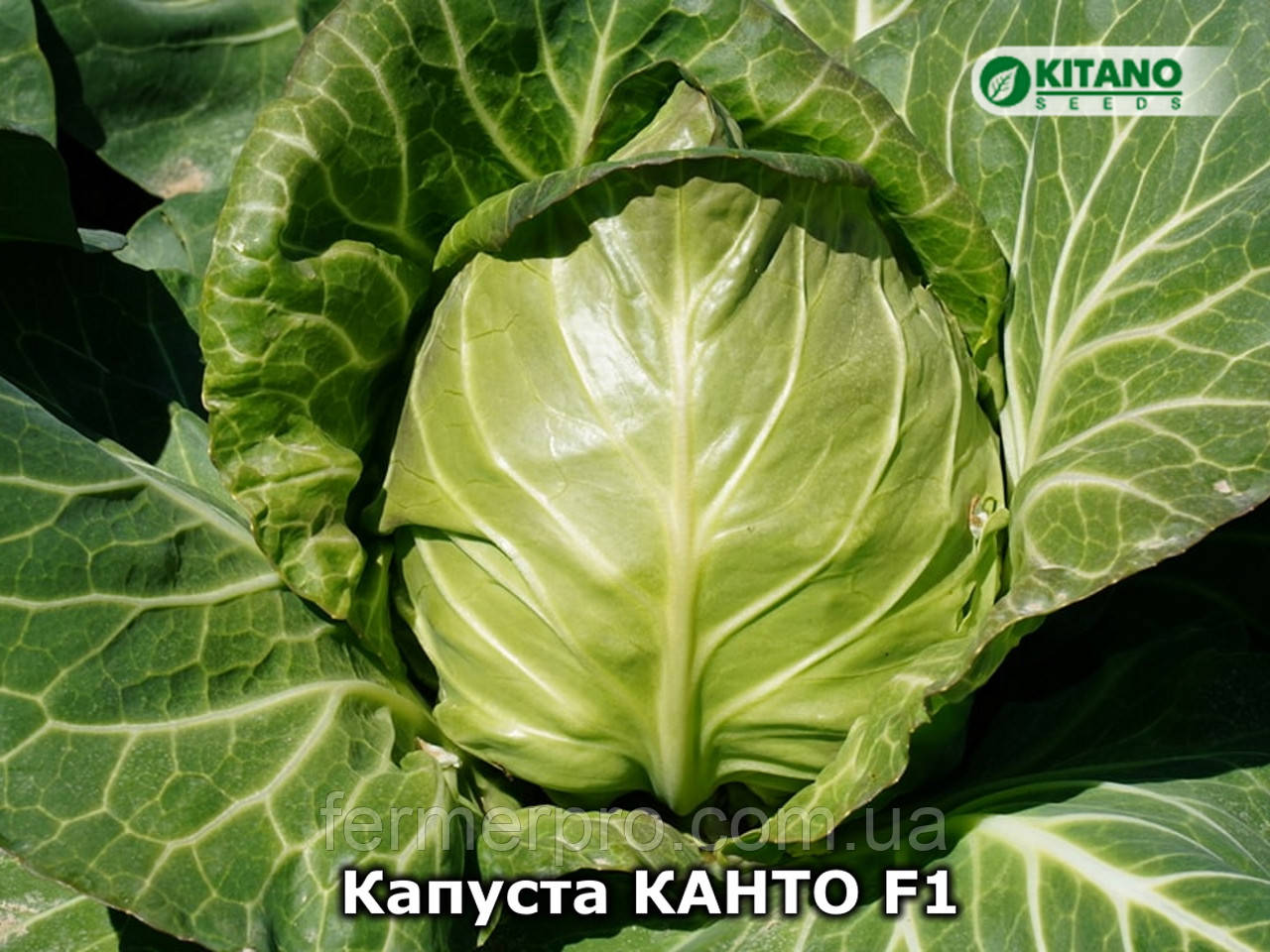 Капуста Канто F1 2500 насіння Kitano seeds