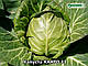 Капуста Канто F1 1000 насіння Kitano seeds, фото 4