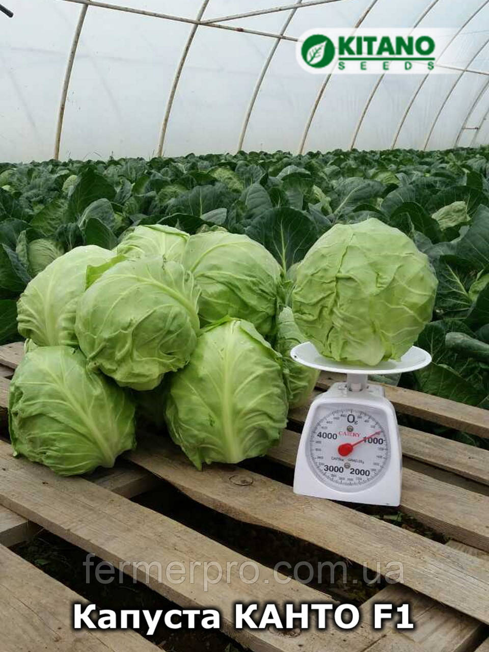 Капуста Канто F1 1000 насіння Kitano seeds