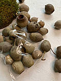Плоди евкаліпта  Bellgums 100 гр, фото 3