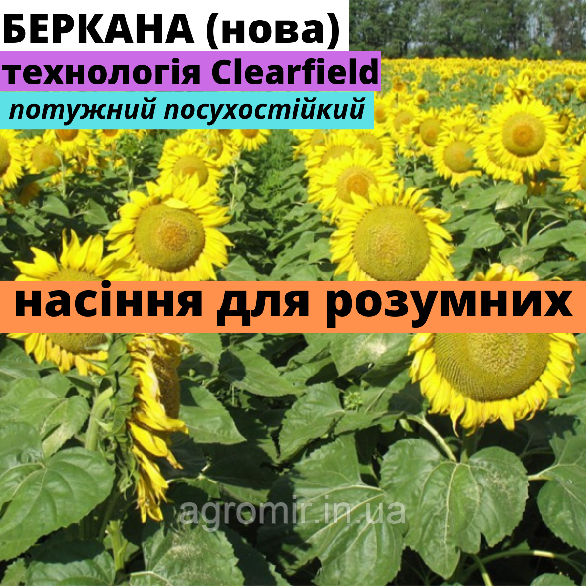 Насіння соняшнику Беркана нова в Україні від АФ НПП АГРОМИР
