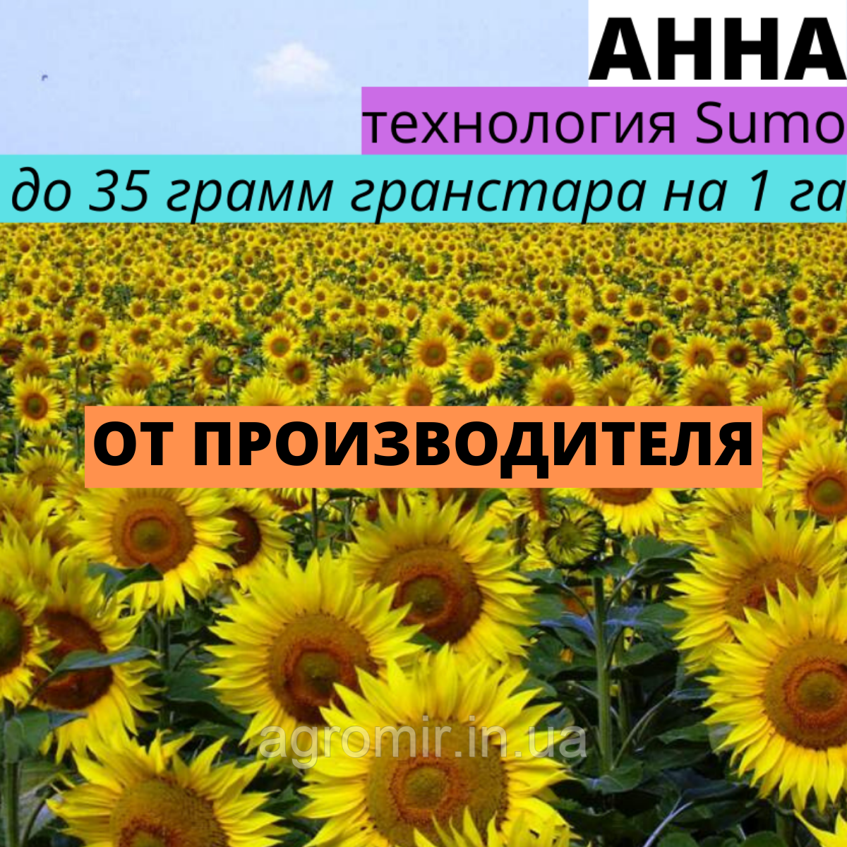 Насіння соняшника гібрид Анна перше покоління від АФ НПП АГРОМИР