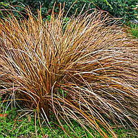Семена профессиональные Осока власовидная  Bronze Curls - 5 шт PanAmerika