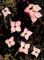 Японський дерен "Cappucino". Cornus kousa "Cappucino".