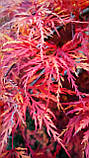 Клен японський "Emerald Lace".
Acer palmatum "Emerald Lace"., фото 4